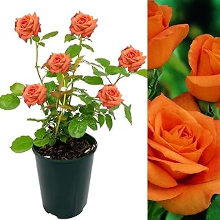 Rose Bush Orange Sensation - Floribunda Orange Rose Bush for The Garden in a 3 Litre Pot (1 Plant)