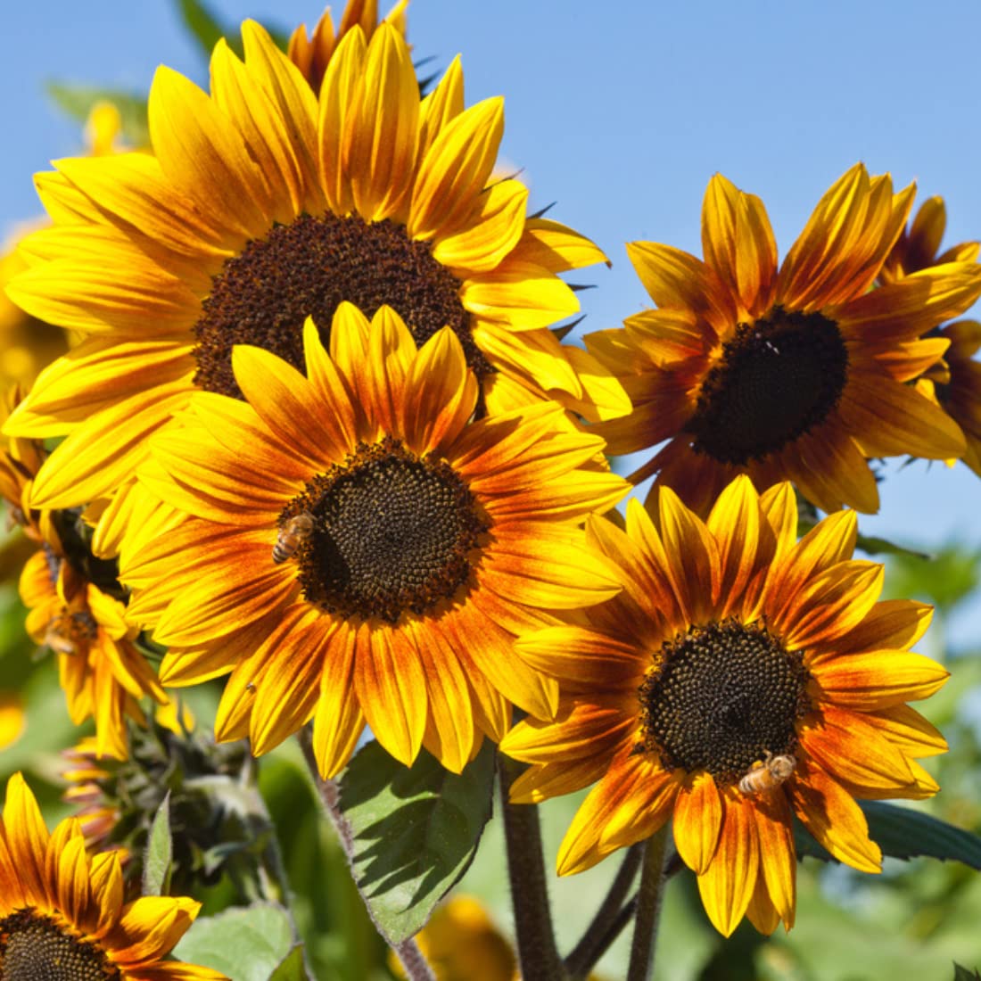 Pripton Sunflower Seeds for Planting, Large Sunflower Seeds for Gardening, Suryamukhi Flower Seed (50 per packet) (B0BS6XMVCY) Amazon Price History, Amazon Price Tracker