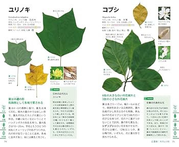 花図鑑 樹木 花図鑑樹木 (草土花図鑑シリーズ 6) |本 | 通販 | Amazon