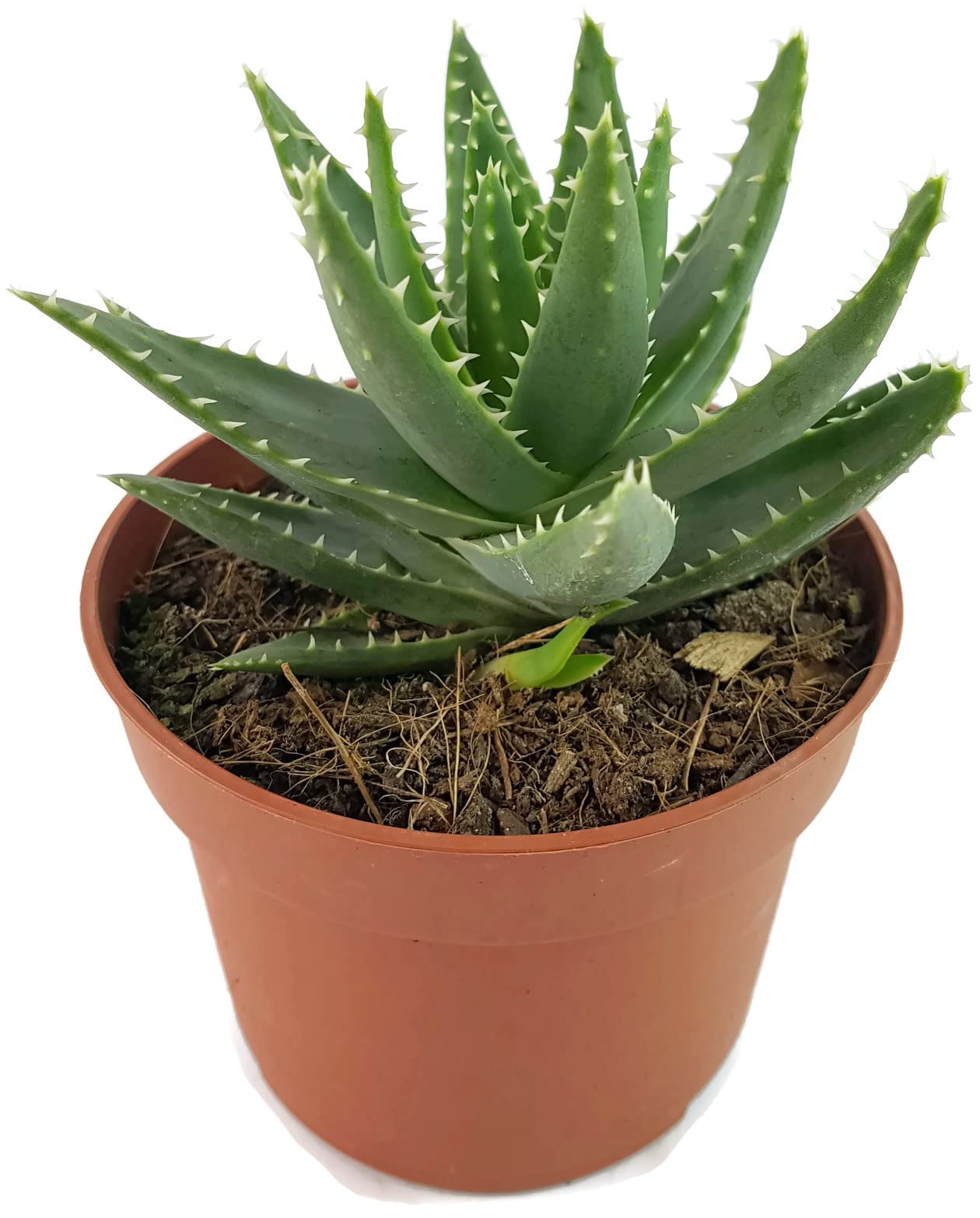 Fangblatt - Aloe perfoliata - Schuttaloe im  10 cm Topf - robuste und  pflegeleichte Zimmerpflanze : Amazon.de: Garten