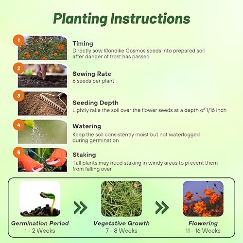 Miniatura 4 de Outsidepride Orange Cosmos Sulphureus Seeds  1000 piezas anuales, tolerantes a la sequía y aptas para polinizadores, semillas de flores para plantar