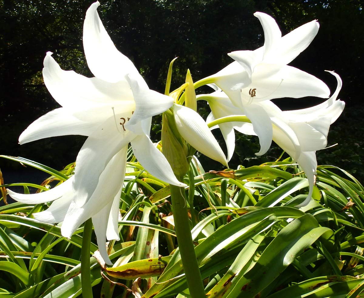 Sprout Bulbs | Crinum Flower Bulbs Live Plant with Potting Mix and Compost White Color -Pack of 2 Pieces 1