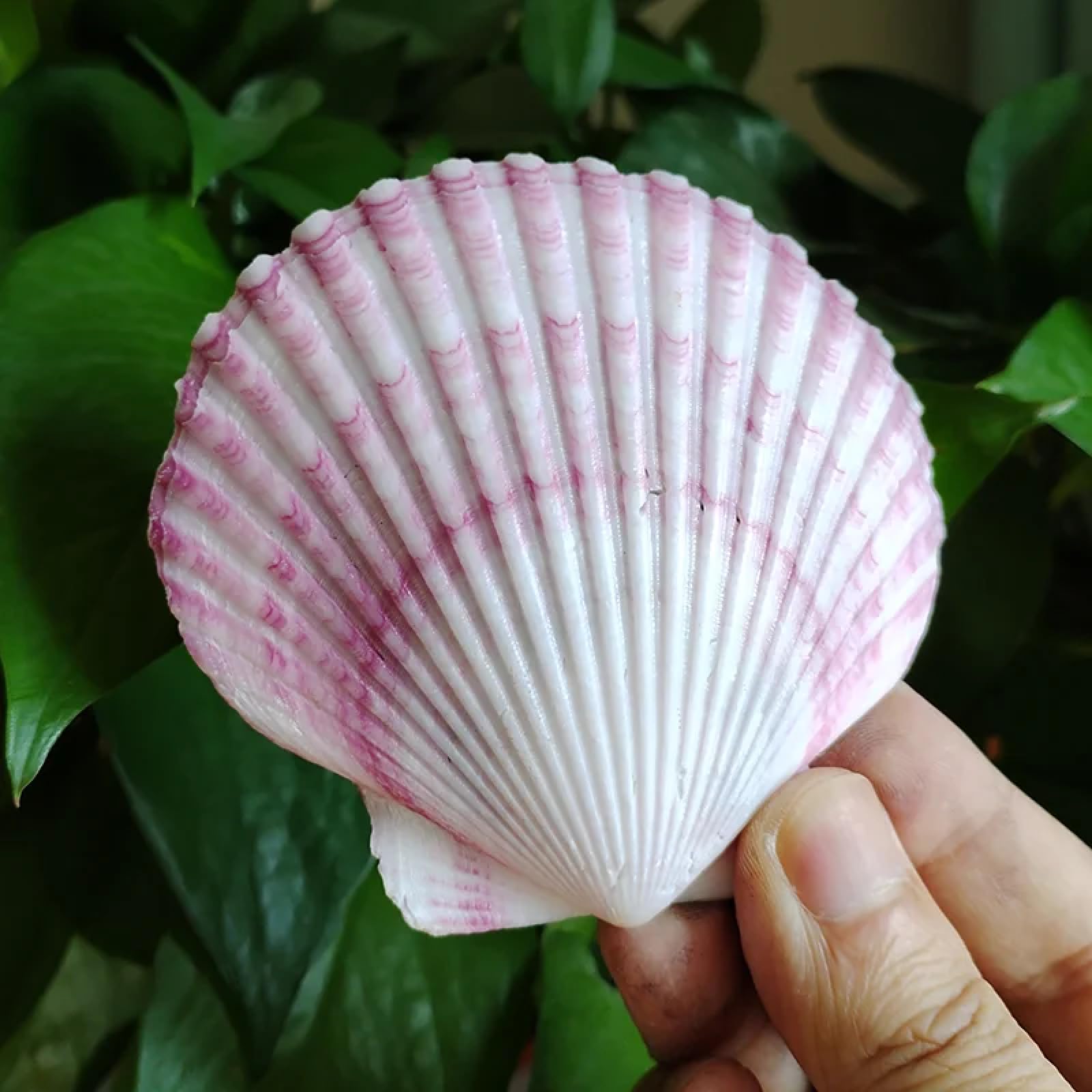 Conchiglie per decorazione, 4 pezzi 8-9 cm viola smerlato naturale conchiglie di mare decorazione artigianato ornamento per acquario decorazione domestica