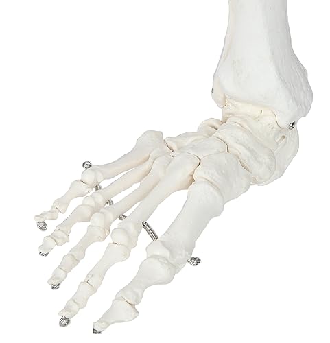 Miniatura 4 de Axis Scientific Modelo de pierna humana, modelo esquelético de tamaño real de 36 pulgadas con todos los huesos de las piernas, articulación de