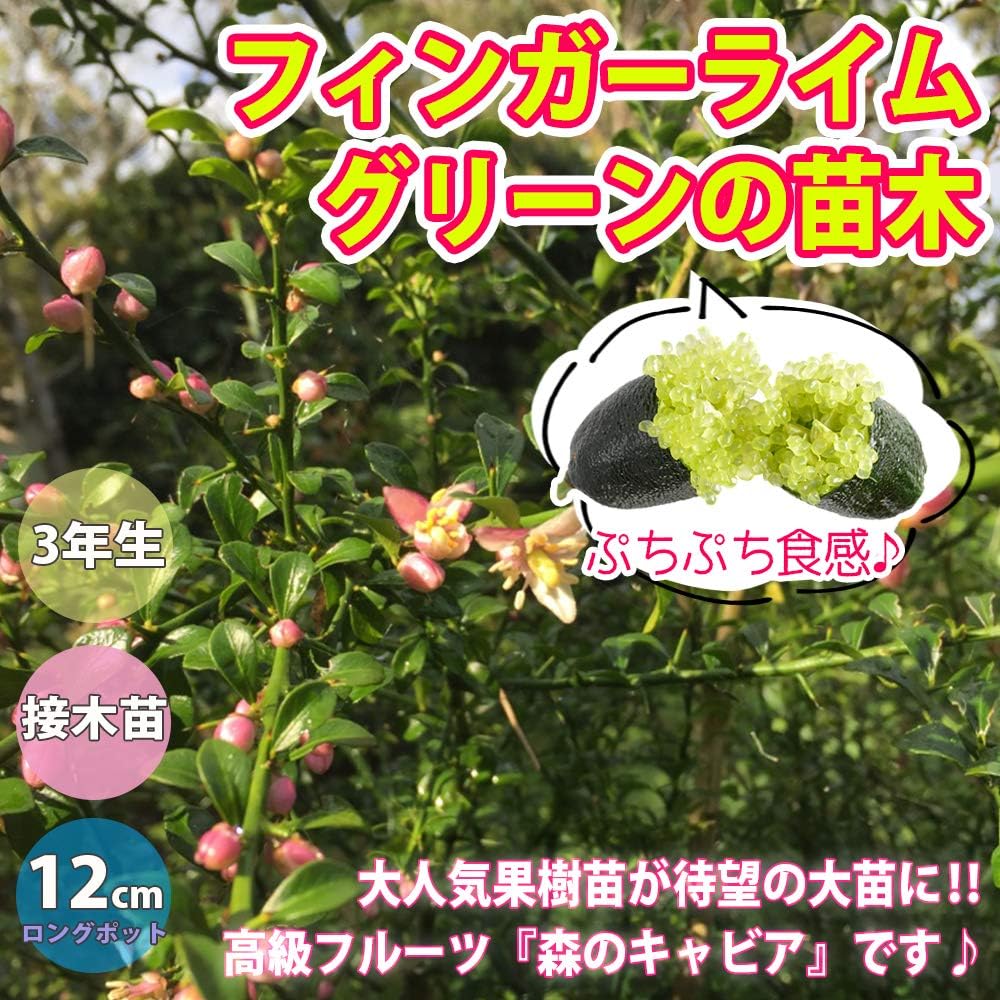 好評継続中 送料無料 フィンガーライム グリーン 果樹苗 3年生 接木苗 12cmロングポット 1個 大苗 苗木 接ぎ木 キャビアライム シトラス ブッシュ フルーツ 森のキャビア 希少 柑橘 果樹 庭木 シンボルツリー 絶賛 Agribiz Kenyacic Org