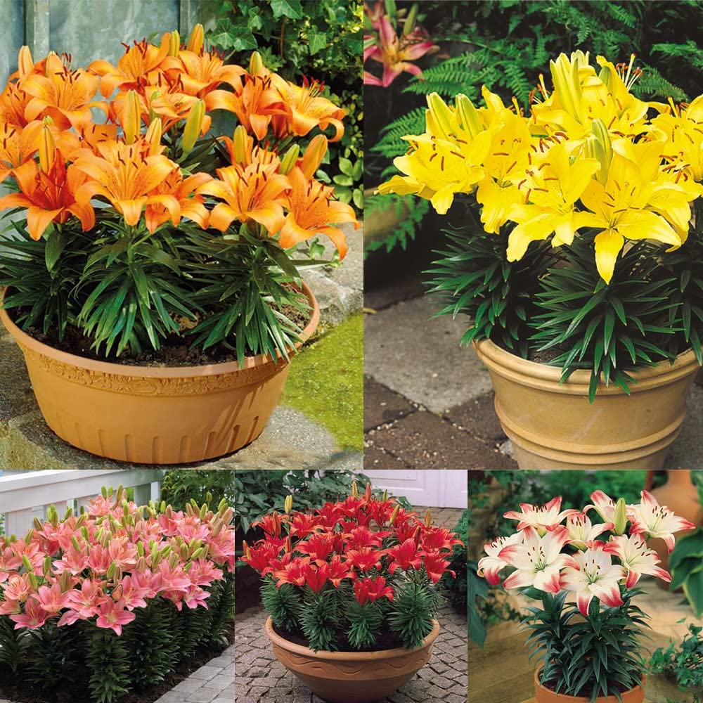BIVANYA Asiatic Lily Flower Bulbs Mixed Colors Pack of 4+1 Bulbs Free (Total 5 Bulbs) For Home and Medium Garden (B0BH4MVP7S) Amazon Price History, Amazon Price Tracker