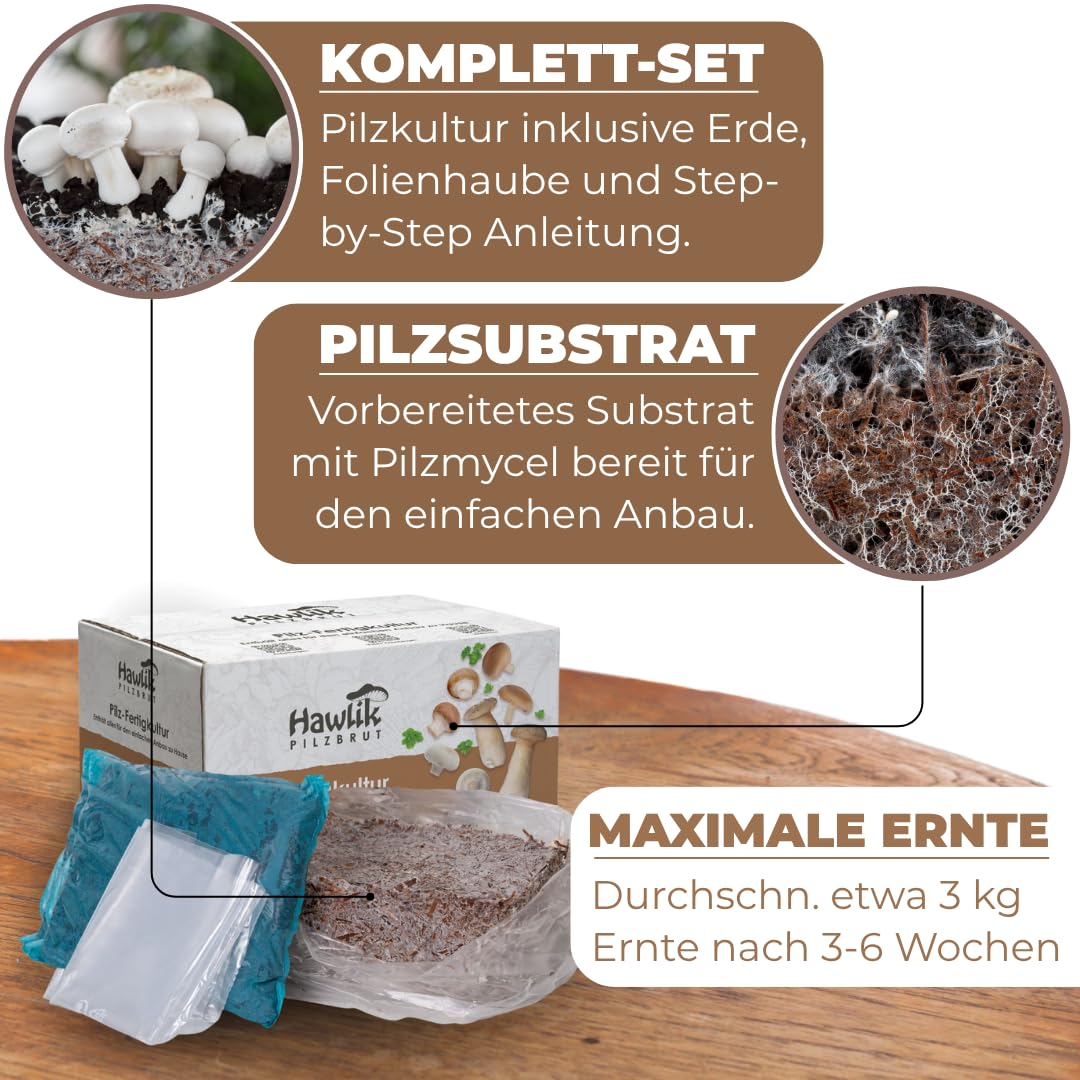 Hawlik Pilzbrut Champignon Pilzzuchtset XXL – Großes Komplettset für den kinderleichten Anbau zu Hause – Hohe und schnelle Ernteerträge - Ideal für Anfänger/als Geschenk für Kinder und Gartenfreunde