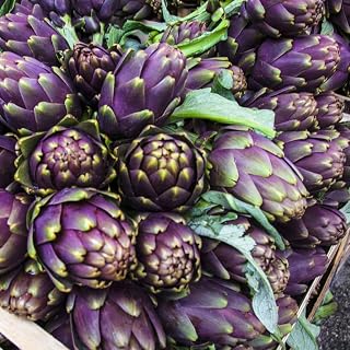 semillas de alcachofa resistentes - Verduras de invierno, plantas de jardín de rocas resistentes semillas de hierbas de cocina orgánicas plantas decorativas para verduras de balcón 800pcs