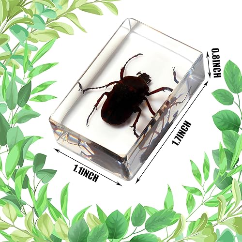 Vista 31 de 12 piezas de insectos en resina colección de insectos de resina de arácnidos, pisapapapeles de diferentes insectos para niños, juguete educativo