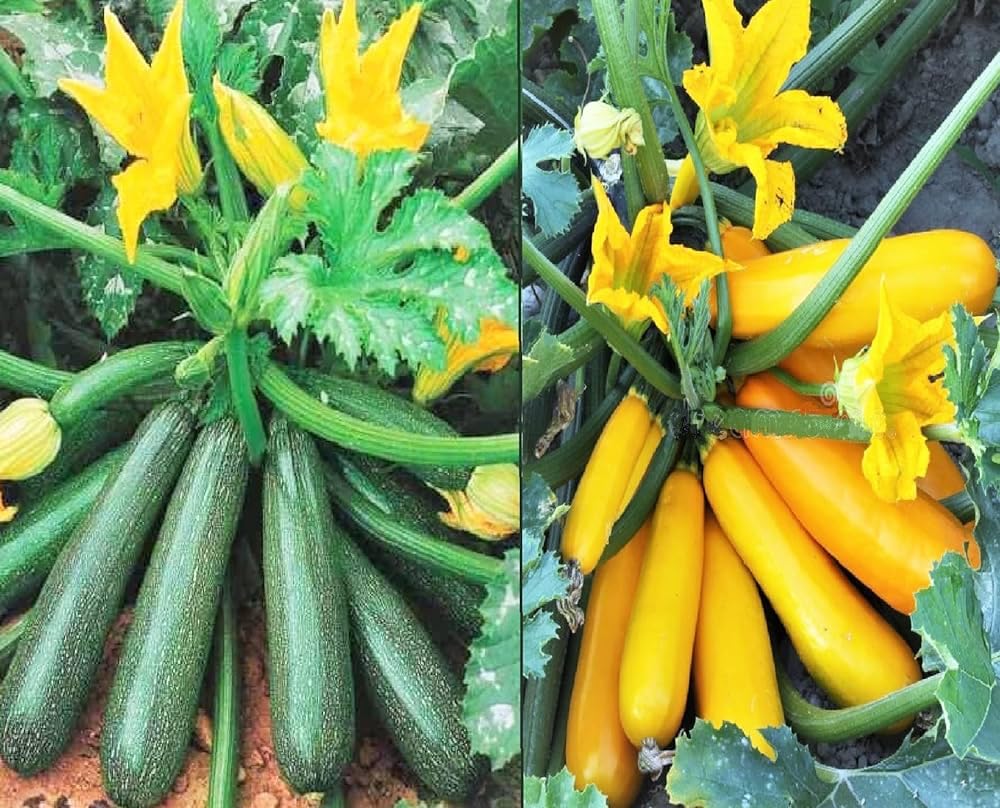 Saphirre Seeds 1 Zucchini (green), 1 Zucchini (yellow) (2 Per Packet) Vegetable Seed- 10+ Seeds