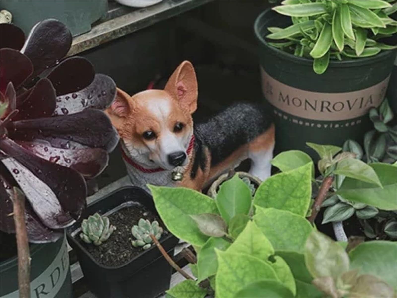 Arte per esterni Statua da giardino for cani in resina for Corgi Scultura esterno Decorazioni per il giardino anteriore(Black)