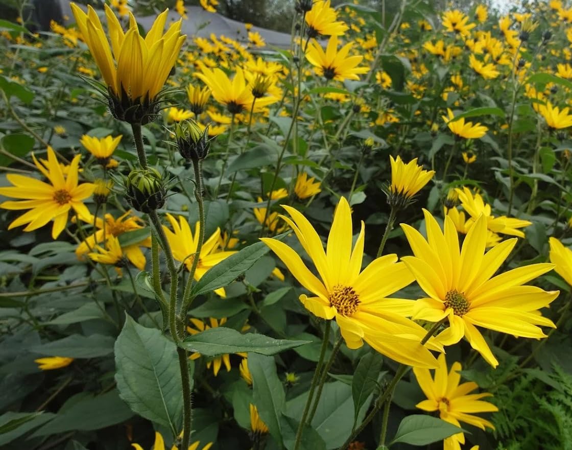 20 Jerusalem Artichokes Seeds for Planting, Sunchoke Seed Sunroots Yellow Fowers, Not Tuber