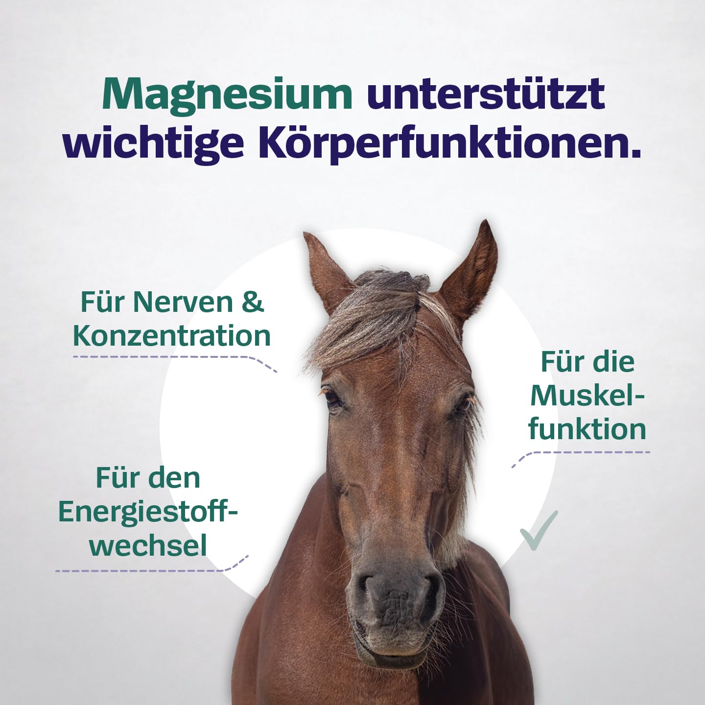 Pferd & Pony Magnesiumcitrat (1.500 Gramm Pulver) - 100% aus reinem Magnesium ohne Zusätze - Hochdosiert - Ist gut für die Muskelfunktion - Für den Erhalt starker Knochen