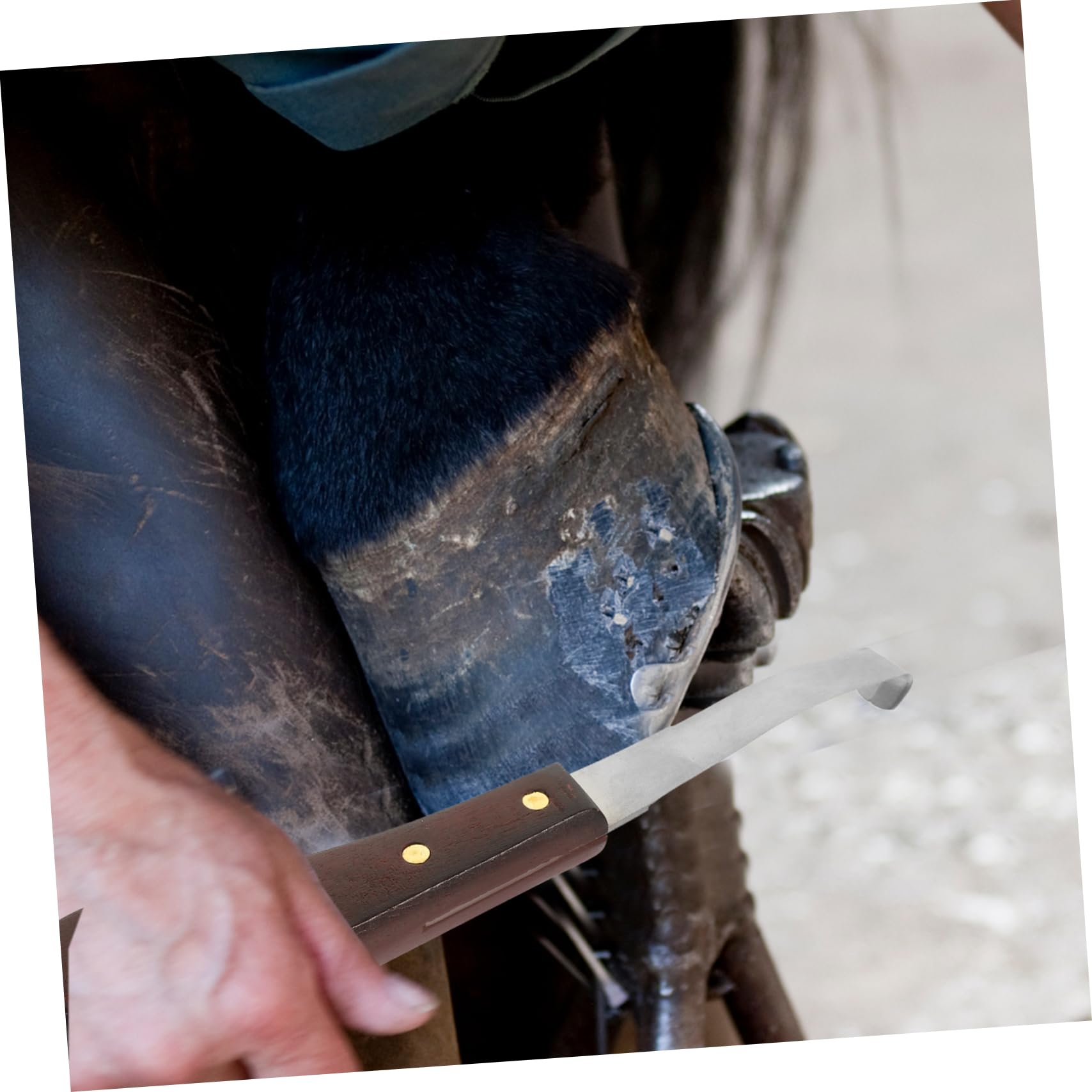 Couteau à Sabot Résistant la Rupture à Double Tranchant en Acier Inoxydable Poignée en Bois Ergonomique pour Usage Quotidien pour Soins des Sabots de Chevaux