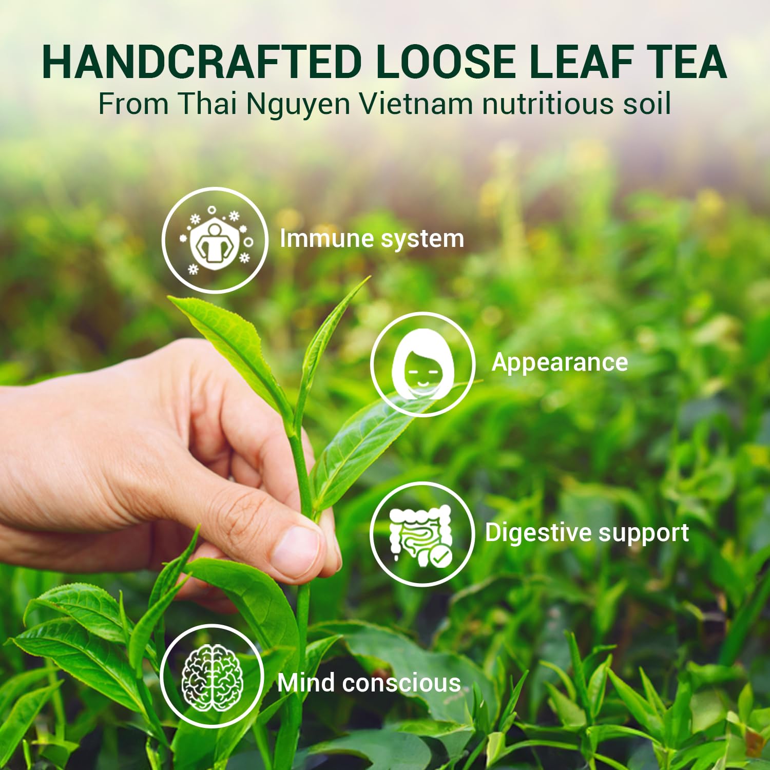 BACH TRA Green Tea Loose Leaf 17.64 oz | Authentic Thai Nguyen Tea Buds | Smooth & Naturally Low Caffeine | Large Value Pack - Image 5