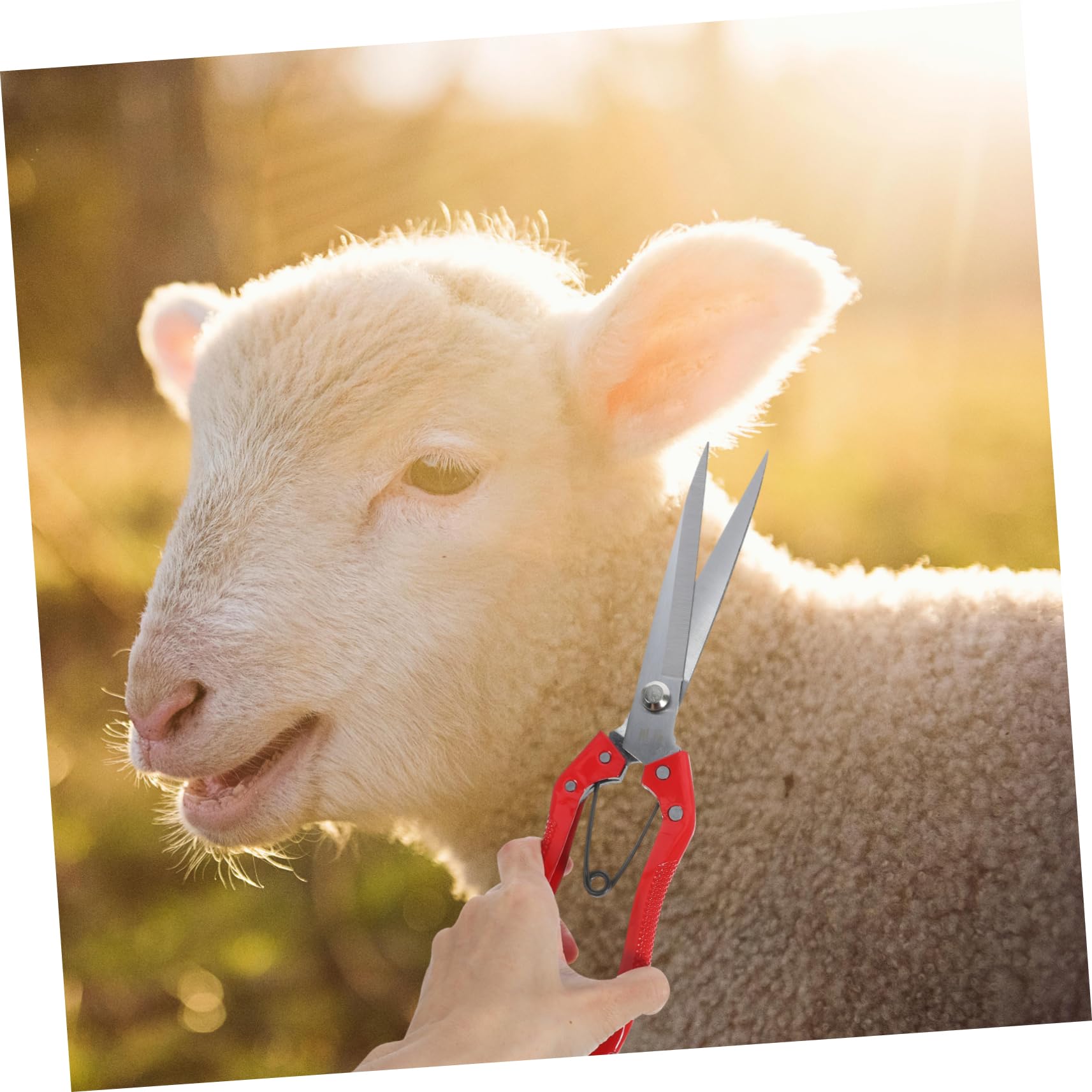 TOYANDONA 5piezas Cortadora Manual De Ovejas De Para Lana Tijeras De Jardinería Para Cuidado De Animales De Aseo Para y