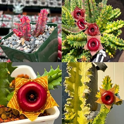 Miniatura 8 de Lifesaver Zebrina - Planta de cactus con estrellas de mar y cactus, suculentas bien enraizadas en maceta de 2 pulgadas, planta de interior