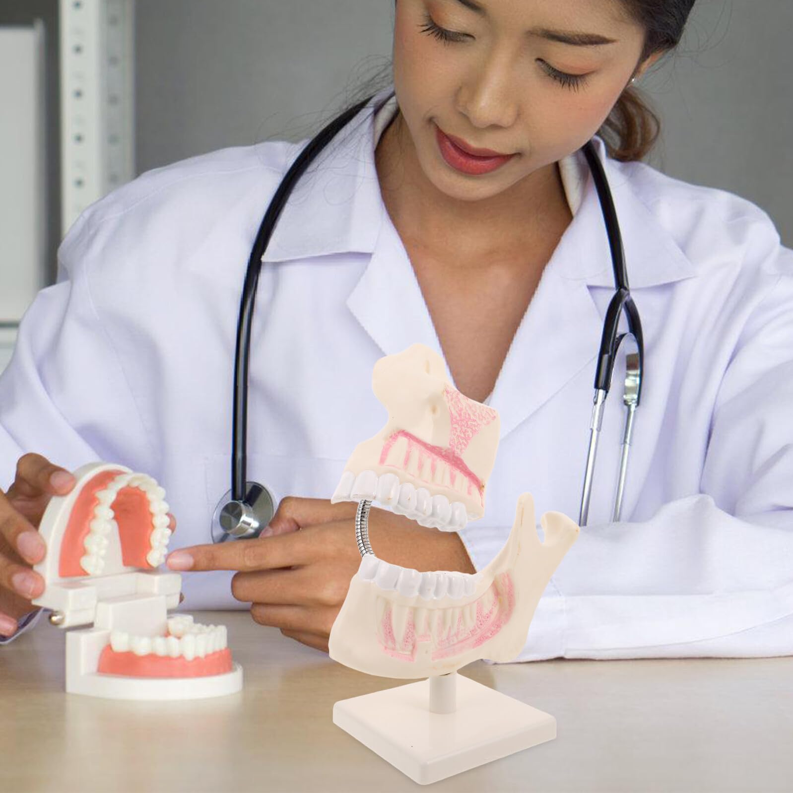 NOLITOY Modello di Denti in Plastica per Studio Odontoiatrico Modello di Denti Typodont per Pratica Finto per Apprendimento Orale