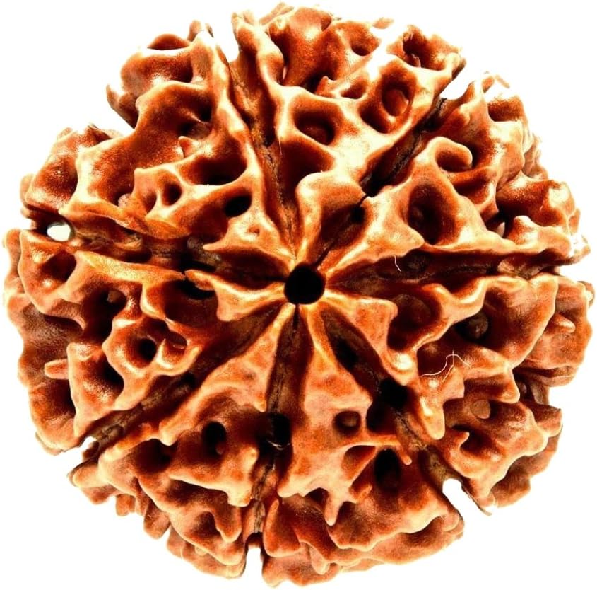 Ramneek Jewels Divya Shakti 100% Original Nepali Seven Face Rudraksha (7 Mukhi Rudraksh) 20 M.M (Spiritual and Healing Product)