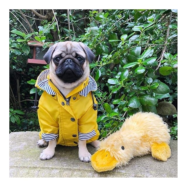 Foto 4 de 7 de MOLUO Chubasquero para perros grandes, con capucha, abrigo para mascota, ropa de bulldog y carlino retro