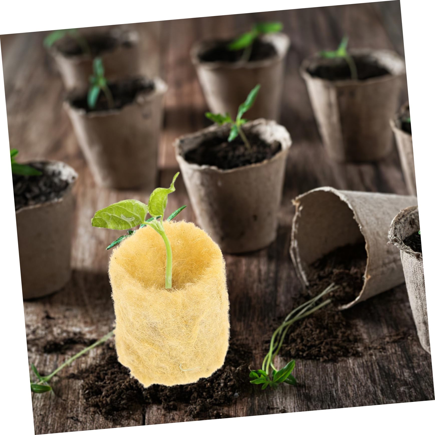 Gatuida Bloques de Cultivo Hidropónico para Vivero Interior y Exterior, Cubos de Lana de Roca 27x20 Mm, 100 Unidades para Propagación sin Suelo, Alta Absorción y Aireación para Plantas