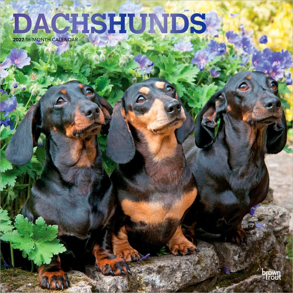 Dachshunds - Dackel 2027 - 16-Monatskalender: Original BrownTrout-Kalender [Mehrsprachig] [Kalender]