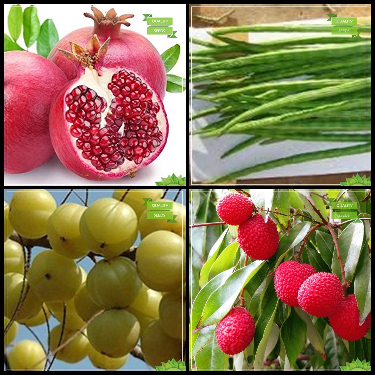 Creative Farmer All Climate Combo Fruit : Pomagranate, Moringa, Embilcaa- Nelli, Litchi Tree Seeds Terrace Gardening (B07HTH5WT7) Amazon Price History, Amazon Price Tracker