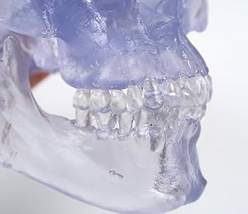 透明標本　ハブ頭部 内張りクリップ 純正品 オス・メス 各4個 トヨタ サイ マークX