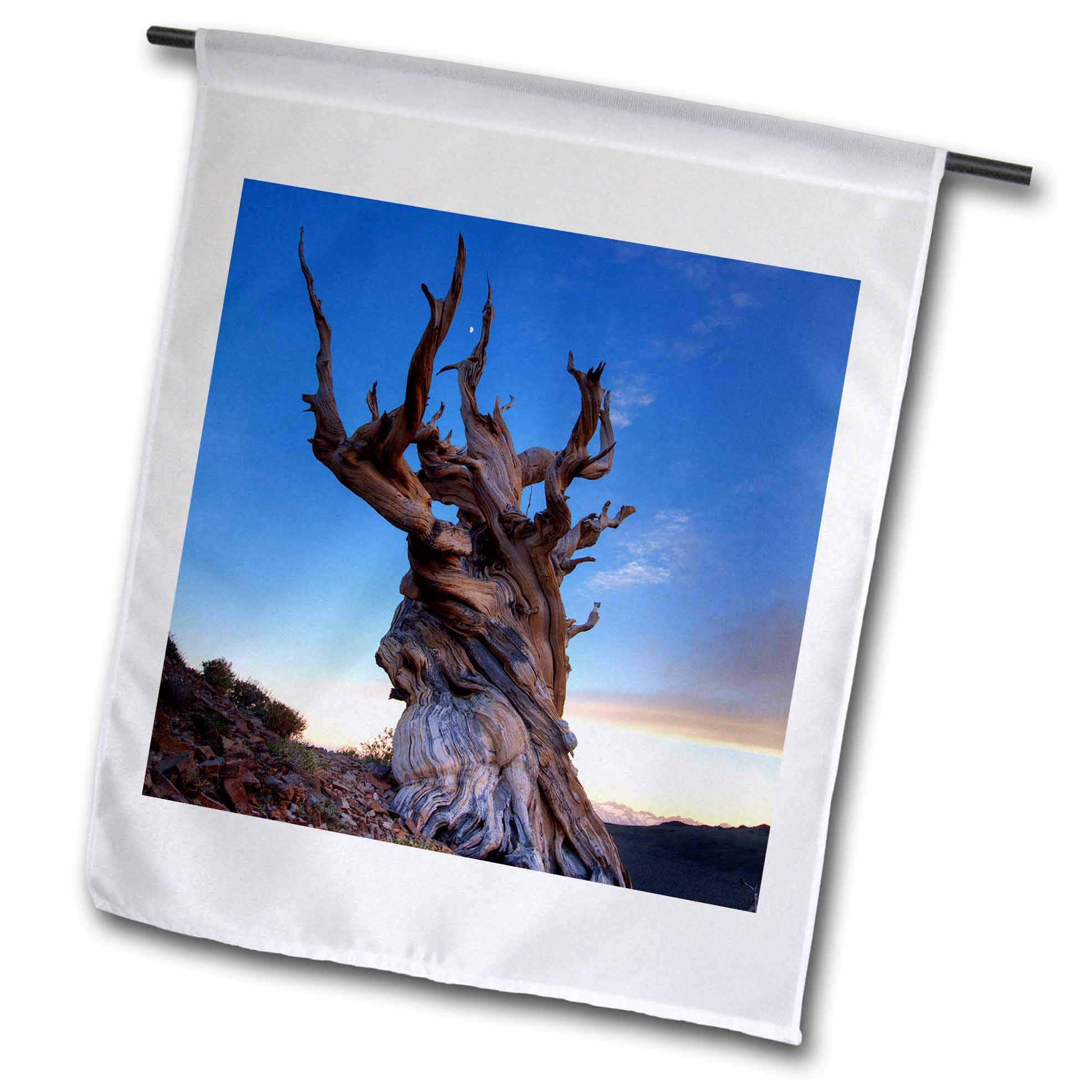 3dRose fl_314648_1 Flag, USA, California, White Mountains. Bristlecone Pine Tree at Sunset