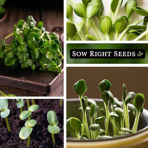 Miniatura 5 de Sow Right Seeds - Semillas microverdes de girasol a granel para cultivar - 2 onzas, 1000 semillas - Paquete jumbo de reliquia sin OMG con