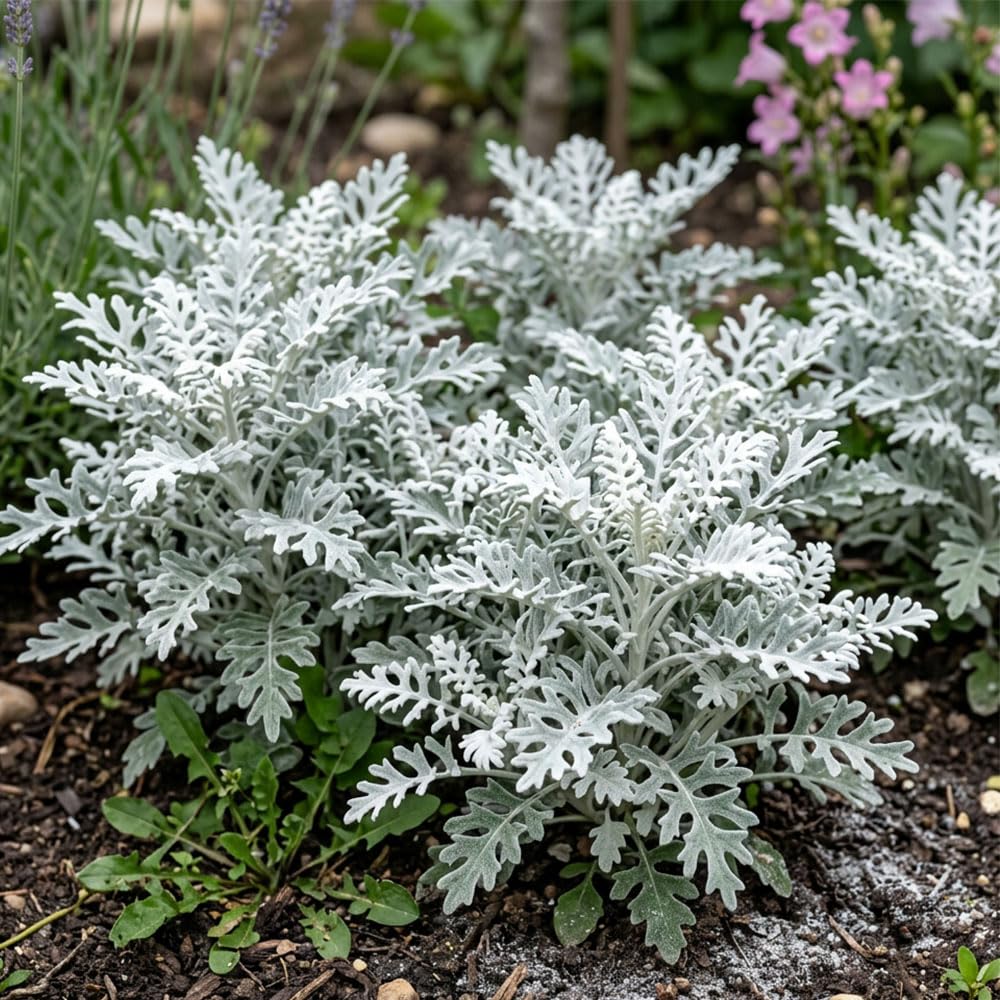Cineraria Silver Dust Seeds β Half Hardy Annual β Silvery Grey Foliage Plant β Ideal for Borders, Bedding & Containers β Decorative Garden Foliage Seeds