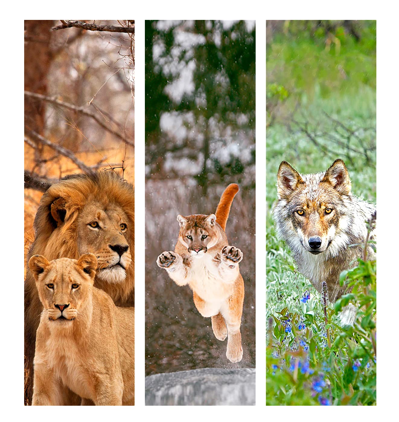 Cougar Jumping, Wolf, Lion and Lioness - 3 3D Lenticular Bookmarks with Cloth Tassel