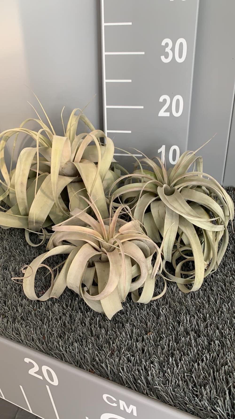 TILLANDSIA XEROGRAPHIQUE TRIS/Plantes AEREE