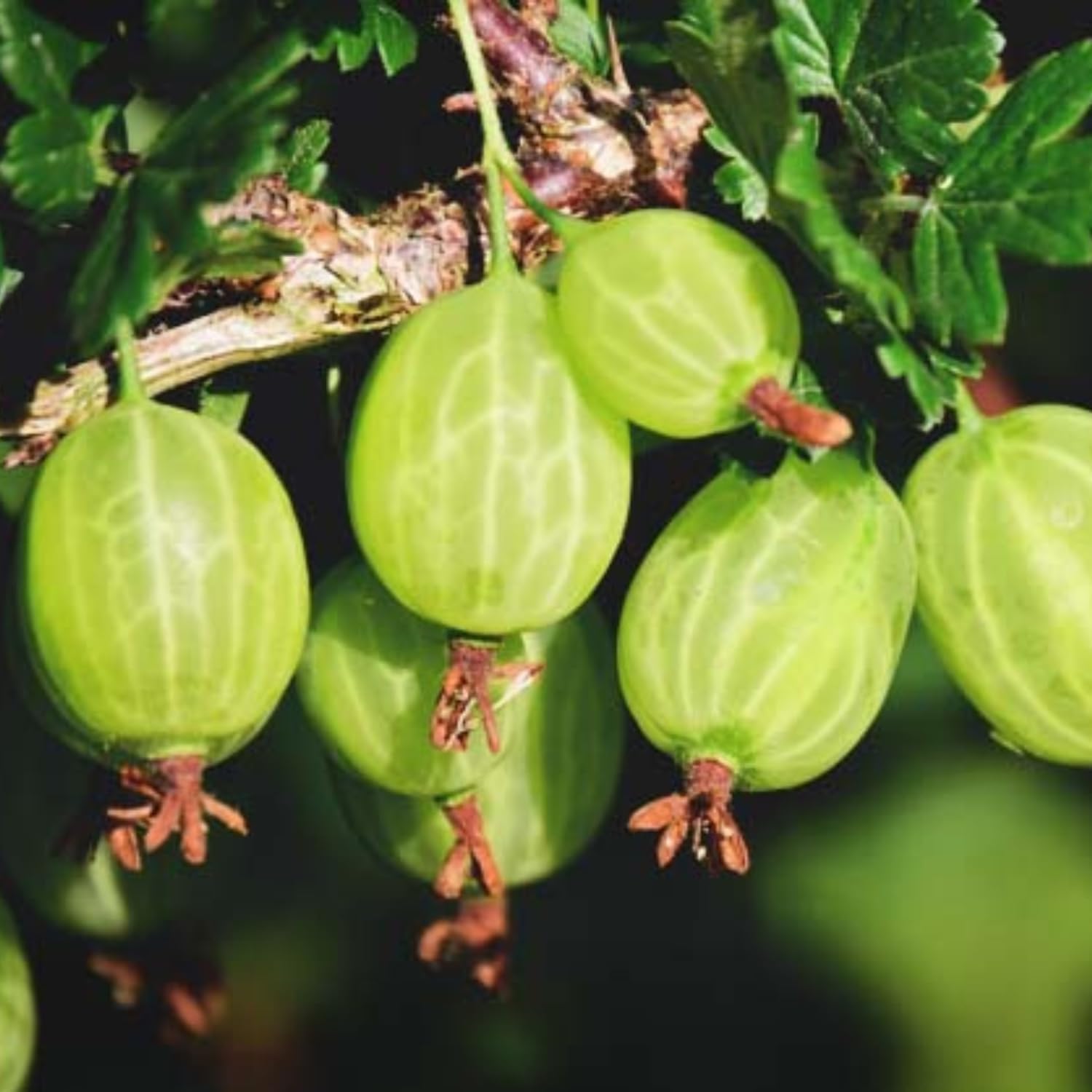 Sweet Gooseberry Bush Live Plant Well Rooted, Edible Gooseberry Plant Live for Planting Home Garden