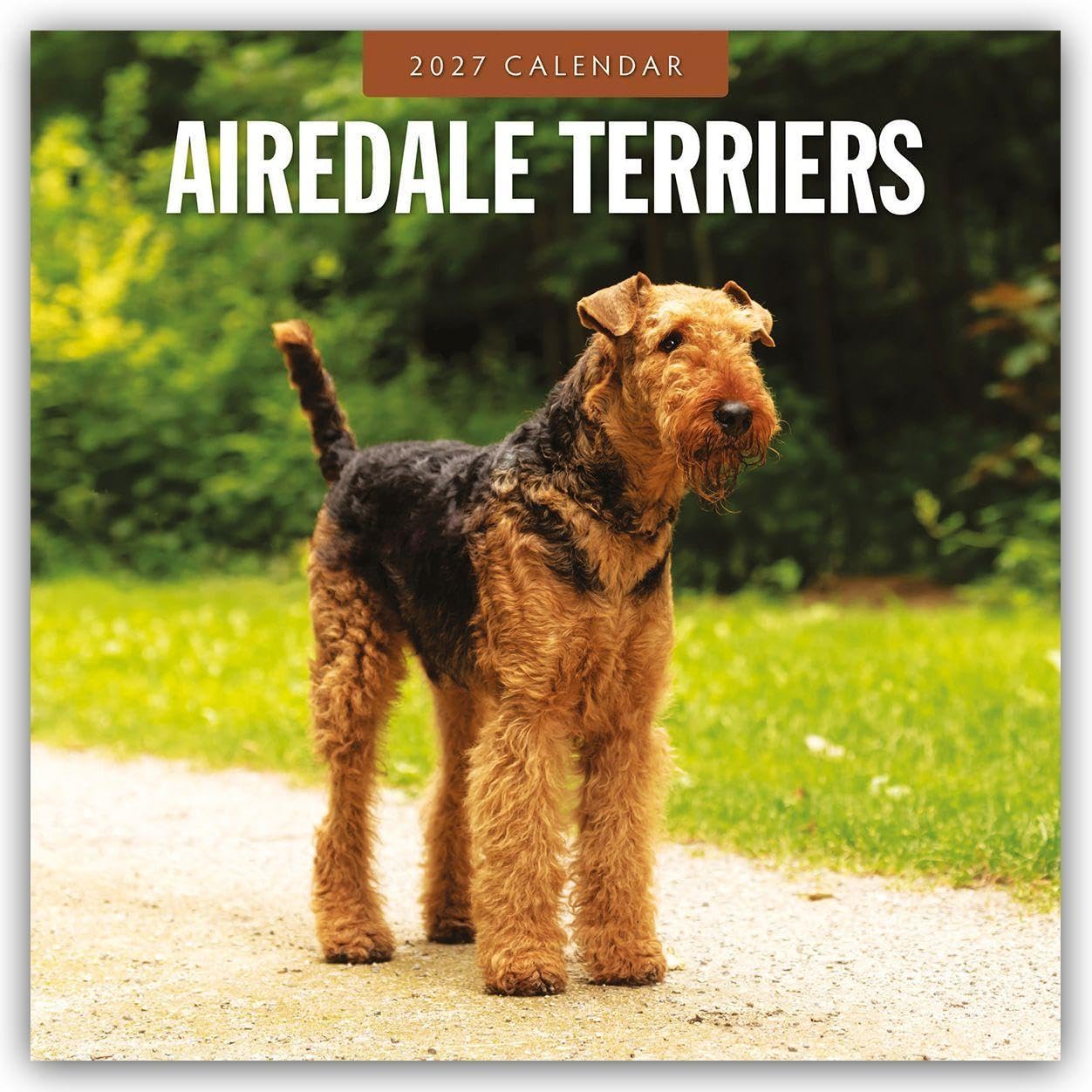 Airedale Terriers 2027 Square Wall Calendar: Original Red Robin Publishing Ltd-Kalender [Mehrsprachig] [Kalender]