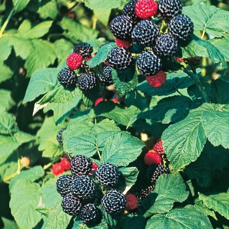 Renuka Nursery Thai All Time Sweet Raspberry Fruit Plant Hybrid Air Layered plant (B0DBG52R5W) Amazon Price History, Amazon Price Tracker
