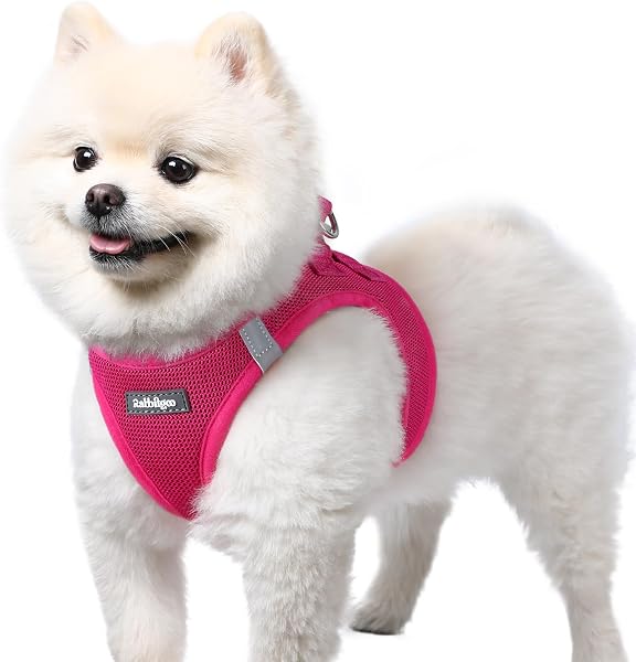 Best Dog Harness UK 2026: Top No-Pull Vests Tested and Reviewed