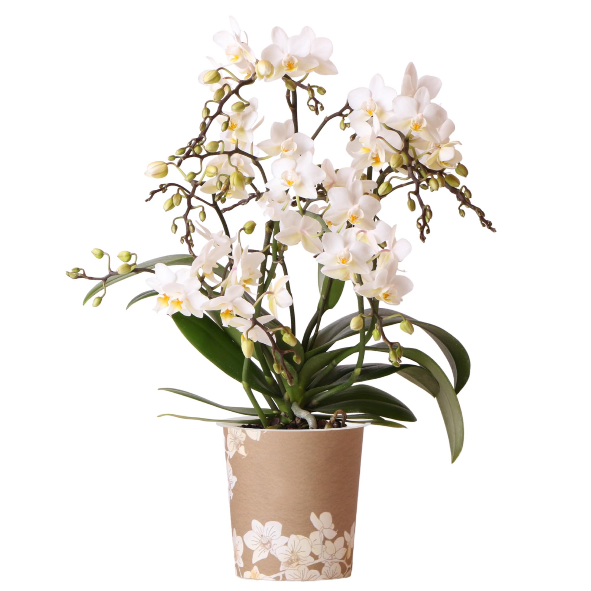 Orchid Phalaenopsis Liberty White - Moth Orchid - Real Plants for Indoors House Plant - Live Indoor Plants for Living Room, Bedroom, Office - Plant Decor (9cm Pot, 30-40cm)