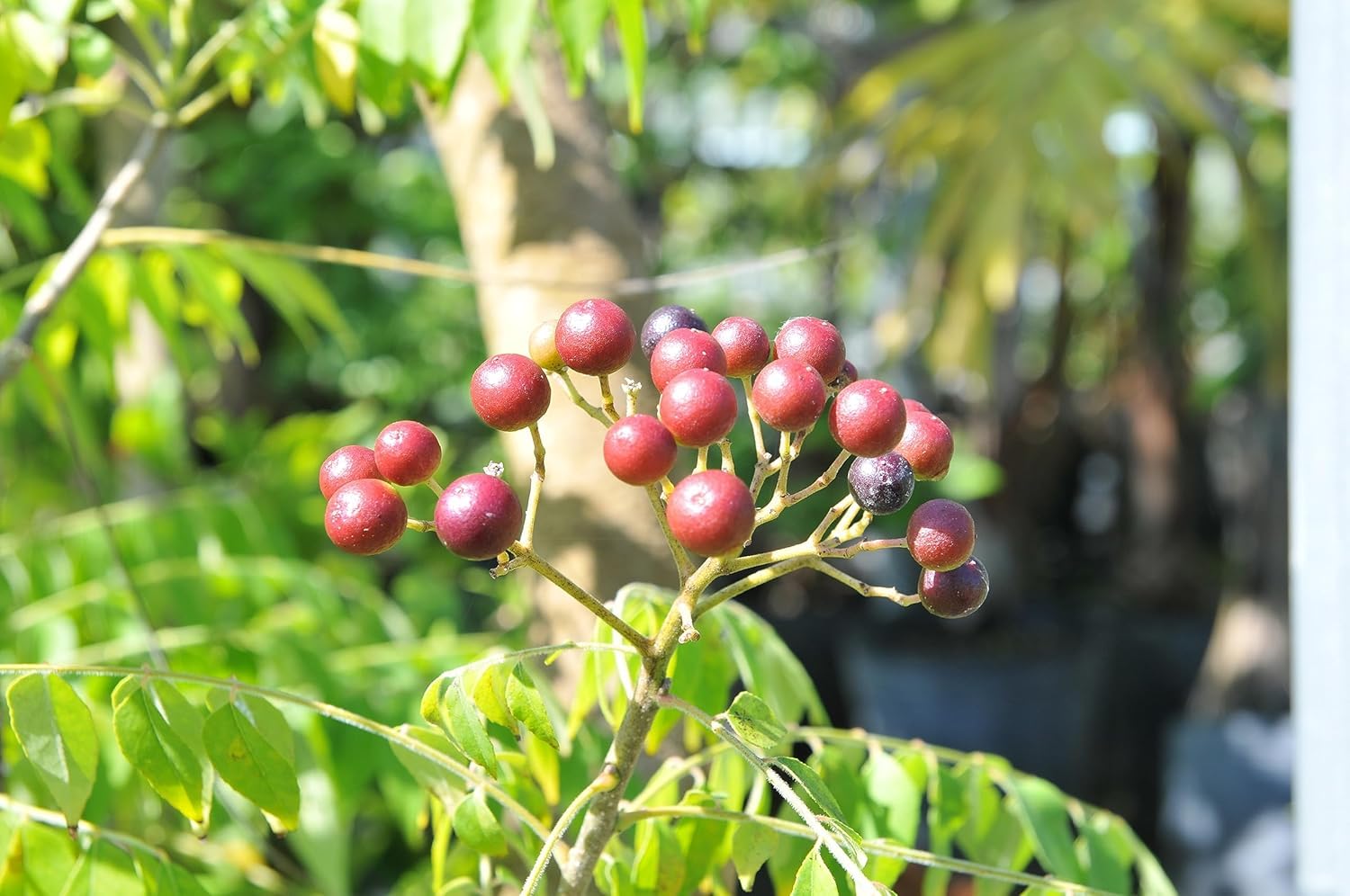 カレーリーフの苗木　7〜8年　【A】 70cmくらい 数量限定】カレーの木（苗）カレーリーフ 7号｜草花10-TU | 草花