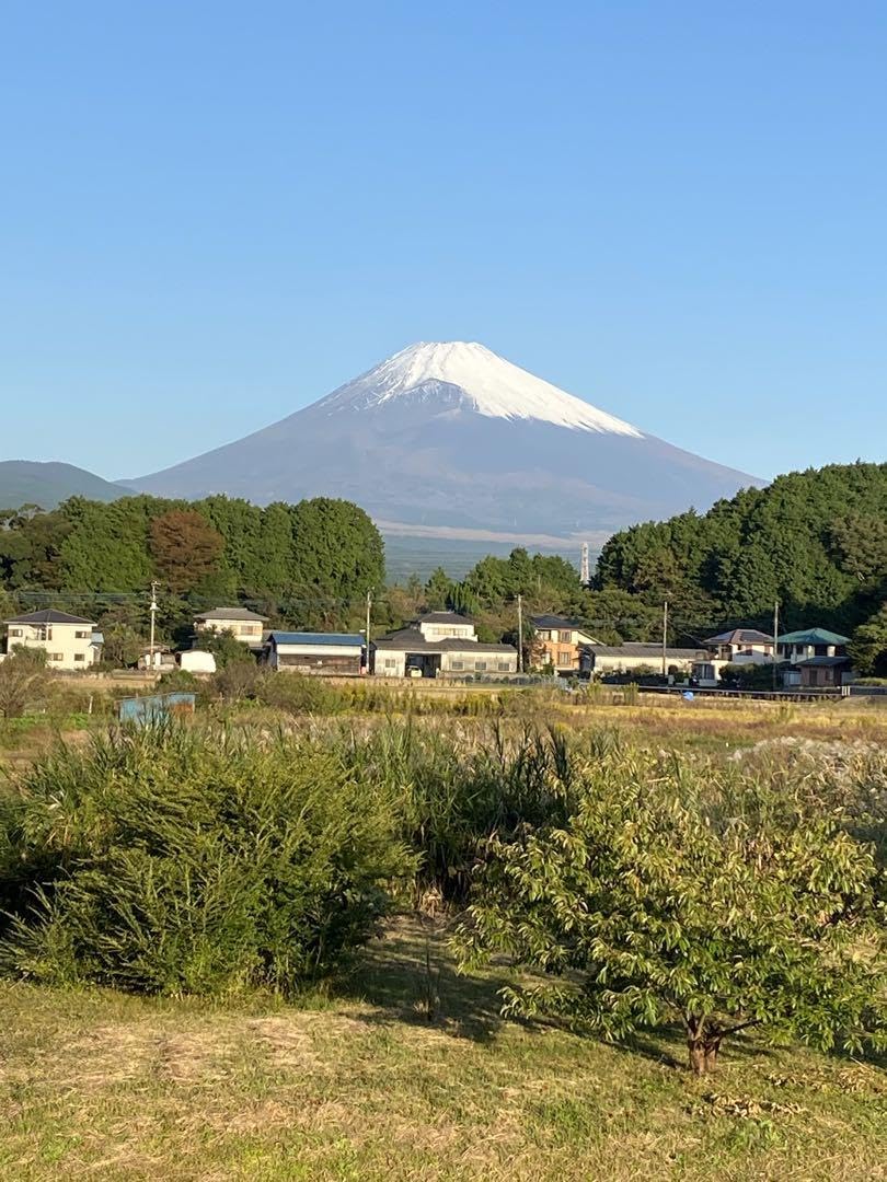 Amazon.co.jp: エシャレット 苗 野菜苗 種 500g 富士山麓産 : おもちゃ