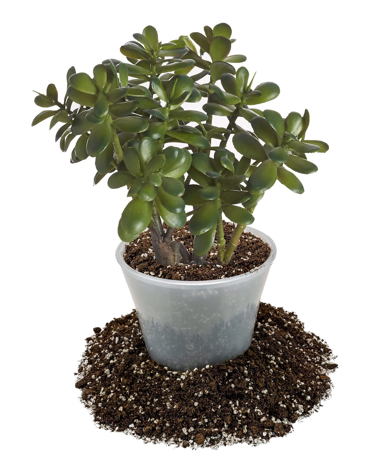 money tree genetics Money Tree Albo Variegated 4" (Grafted)