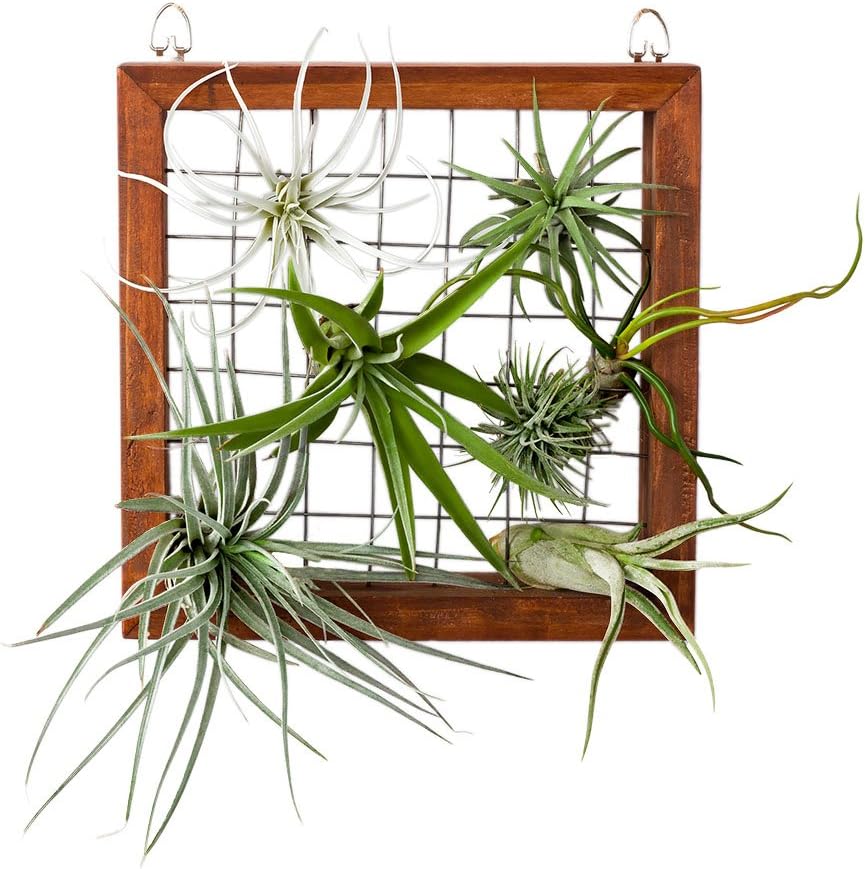 Mkono Air Plant Display Frame Wall Mounted Wood Holder for Tillandsia, 7 7/8 Inch, Teak Color