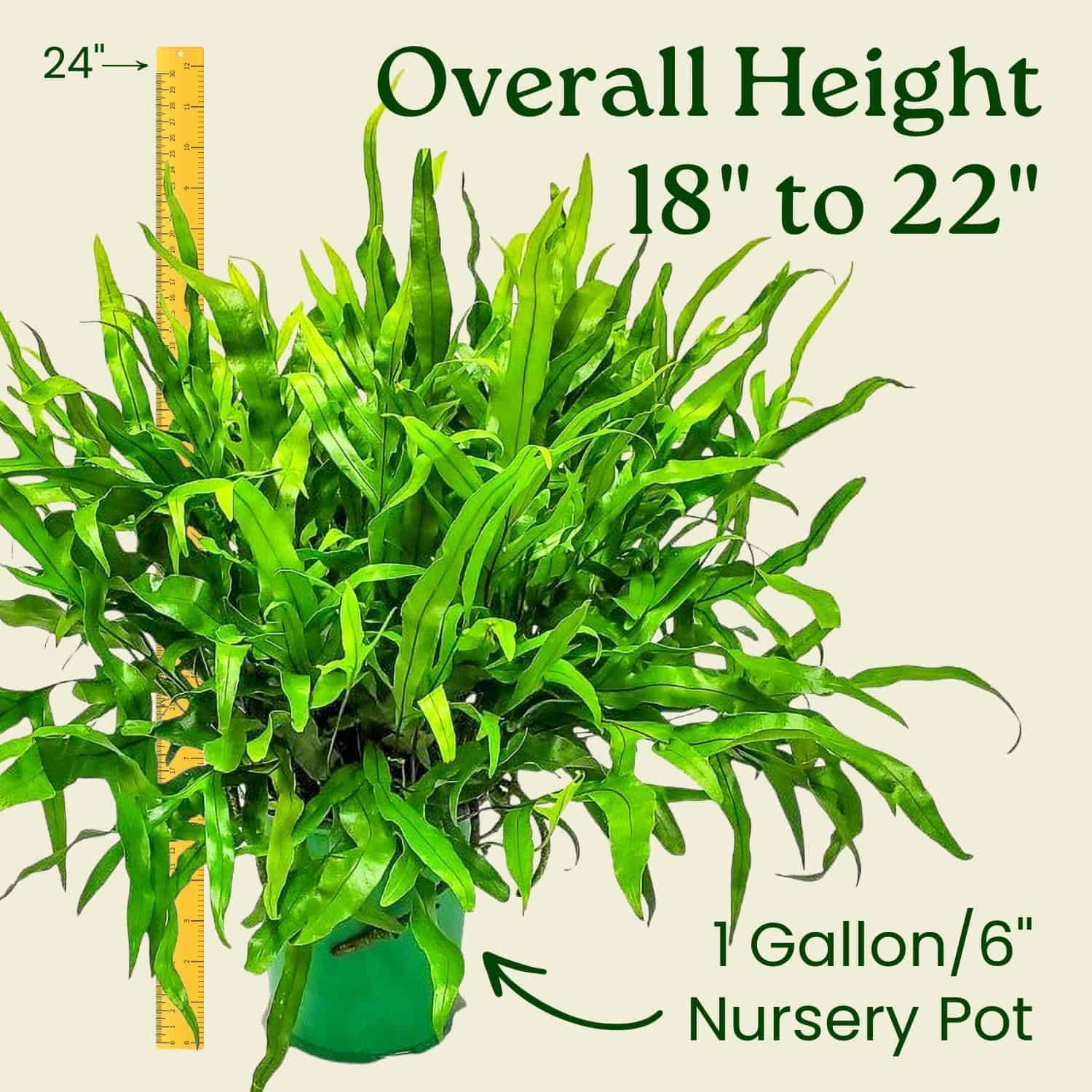 Kangaroo Paw Fern Plant - Small Fern Plants Live - Overall Height 10" to 14" - 1 Gallon Pot - Tropical Plants of Florida