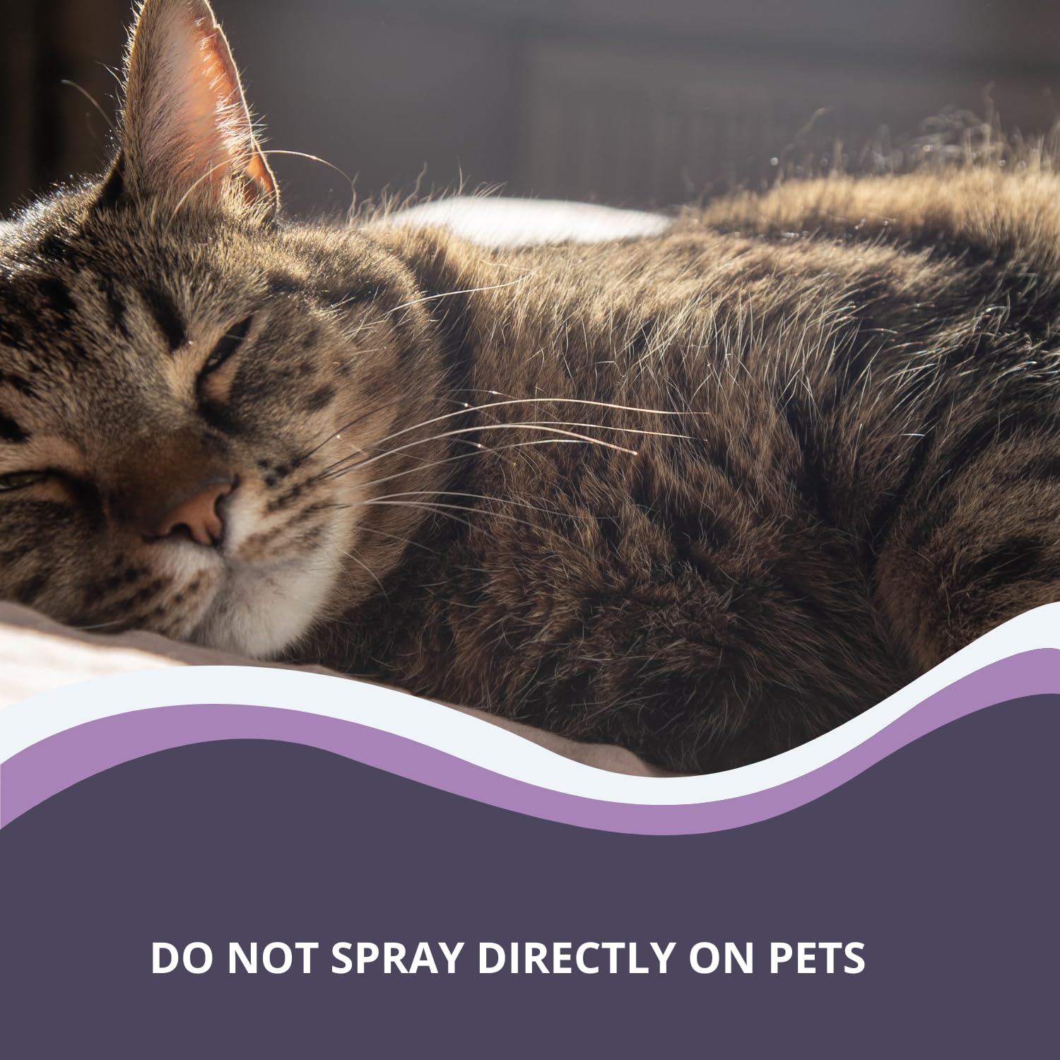 Spray apaisant naturel pour chiens et chats, lavande ylang-ylang, encens, spray d'intérieur sans danger pour les animaux de compagnie, 100 ml