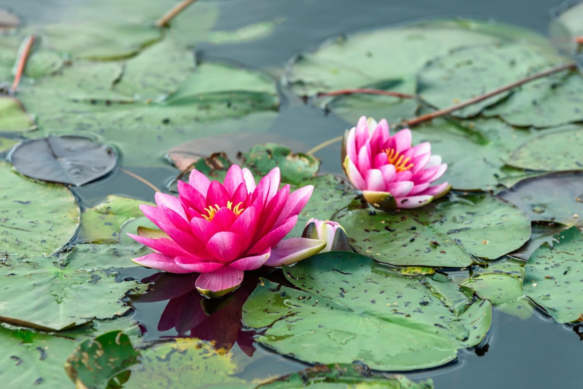 Lincolnshire Pond Plants Ltd - Pygmaea Rubra Water Lily - Pond Plants - DW10-Potted