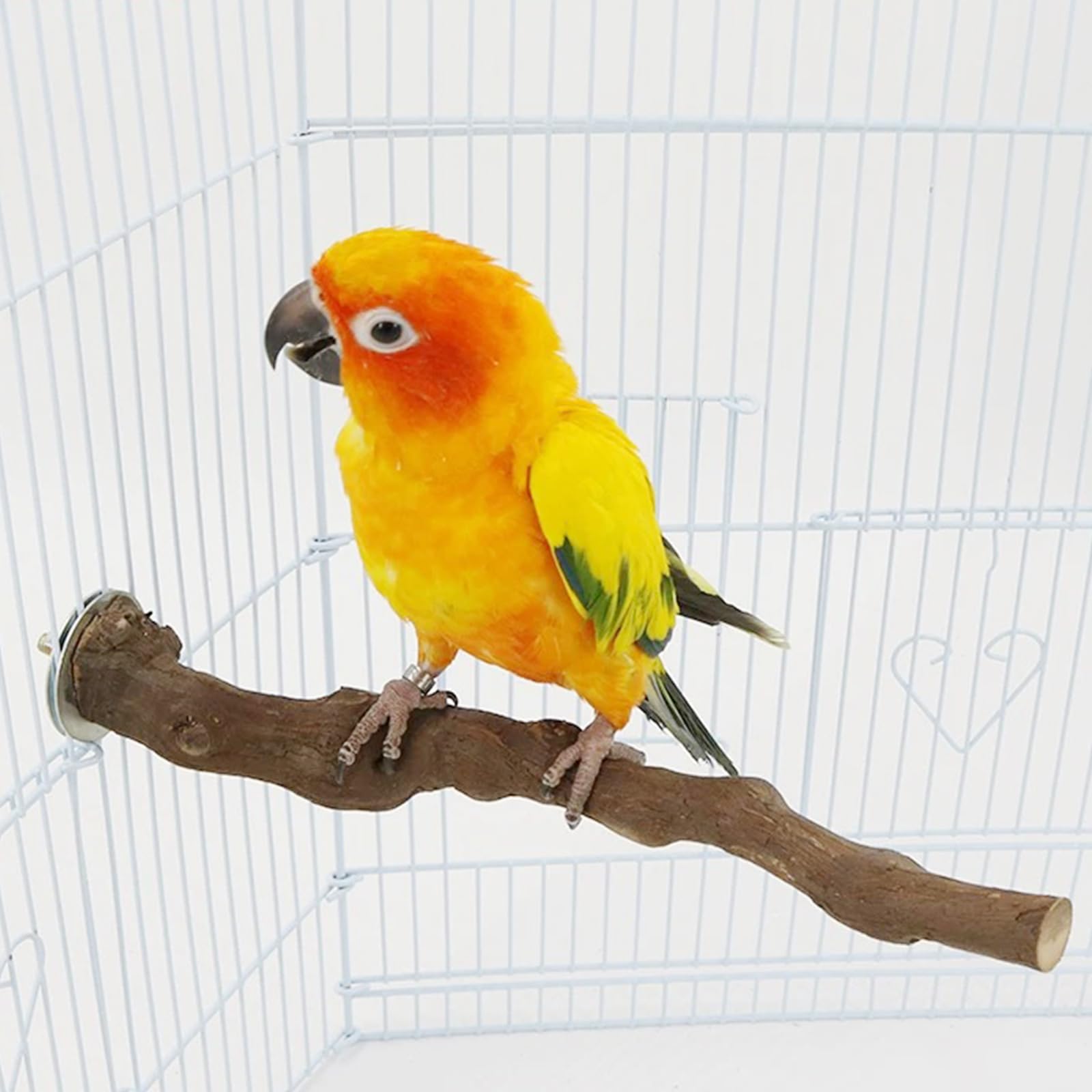 5 Pz Posatoi per Uccelli, Posatoi in Legno di Uccelli, Trespolo per Uccelli e Pappagalli, Ramo D'uva Naturale Giocattolo Posatoi per Uccelli Legno Naturale per Cacatua, Cocorite