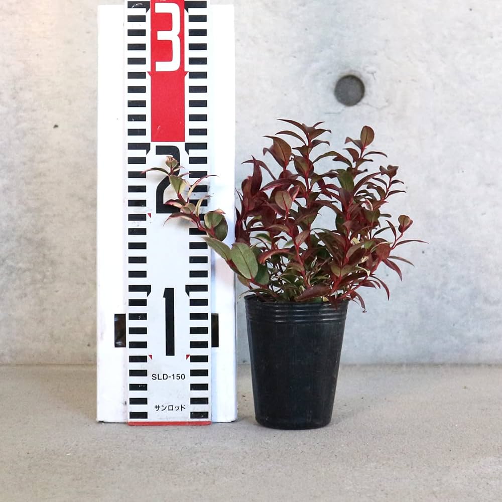 Amazon.co.jp: 西洋岩南天(ルコテー) アキシラリス トリカラー 2.5号