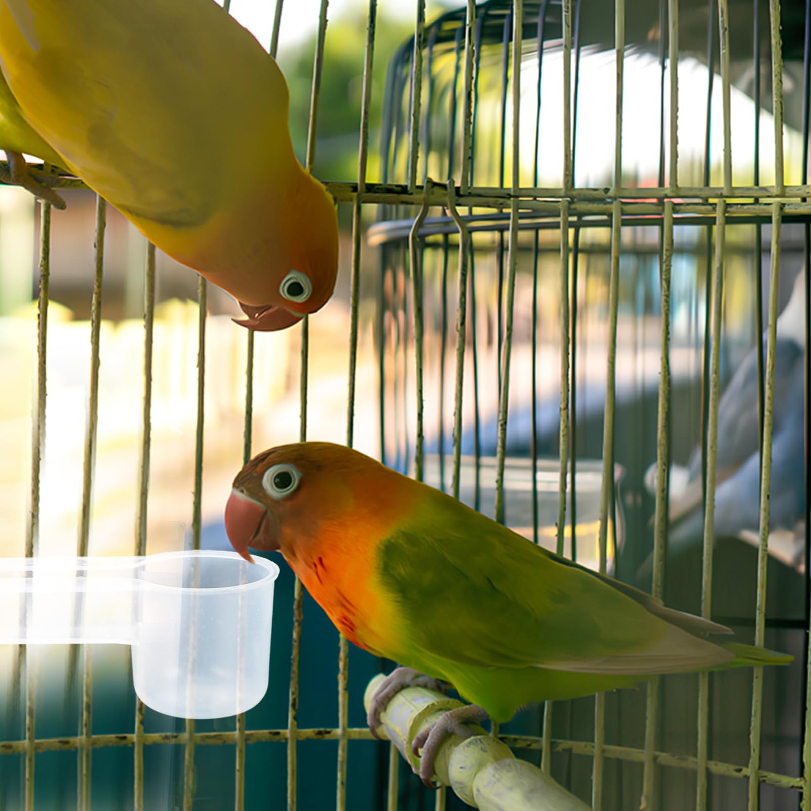 Bevitore Automatico per Uccelli Doppia Uscita in Plastica Bianca, Resistente e Non Facile da Rompere, per Uso Domestico in Zoo