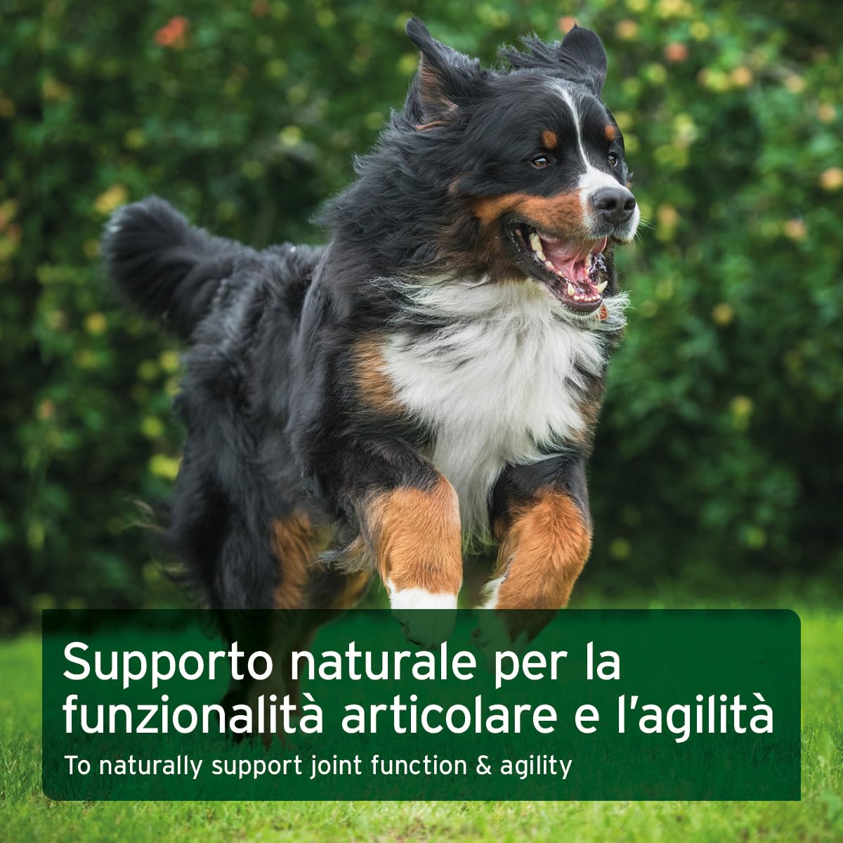 AniForte compresse per articolazioni per cani 300 pezzi - Compresse naturali per articolazioni con cozza dalle labbra verdi, artiglio del diavolo, collagene, glucosamina, condroitina