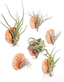 Magnetic air Plant Holder Refrigerator Sticker, Natural Wood Irregular S...